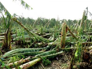 हावाहुरीका कारण केरा खेतीमा ७० लाख भन्दा बढीको क्षति