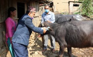 नमोबुद्ध १० मा पशु बीमा कार्यक्रम सुरु, सबै वडामा कार्यक्रम लागु गरिने