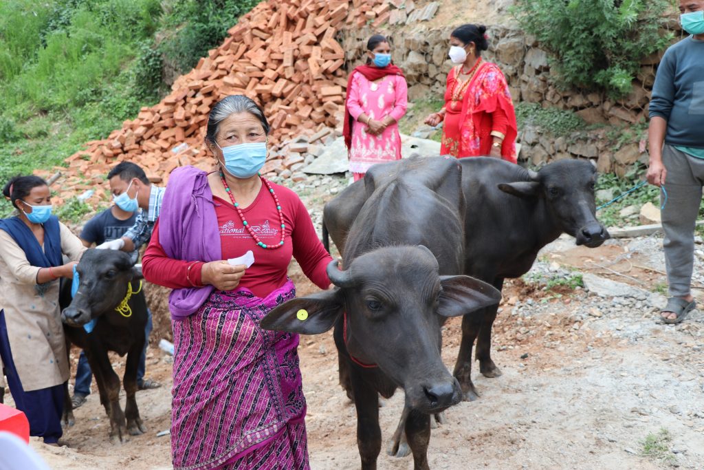 नमोबुद्धका ५५ जना किसानलाई अनुदानमा भैसी, वितरण गरिएकामध्ये सुत्केरी हुने पहिलो भैसीलाई १० हजार दिईने