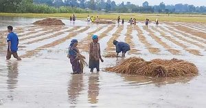 धानमा क्षति बेहोरेका किसानलाई सरकारले ६५ प्रतिशतसम्म राहत दिने