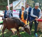 पनौती नगरपालिकाद्वारा मासुका लागी पाडा वितरण सुरु