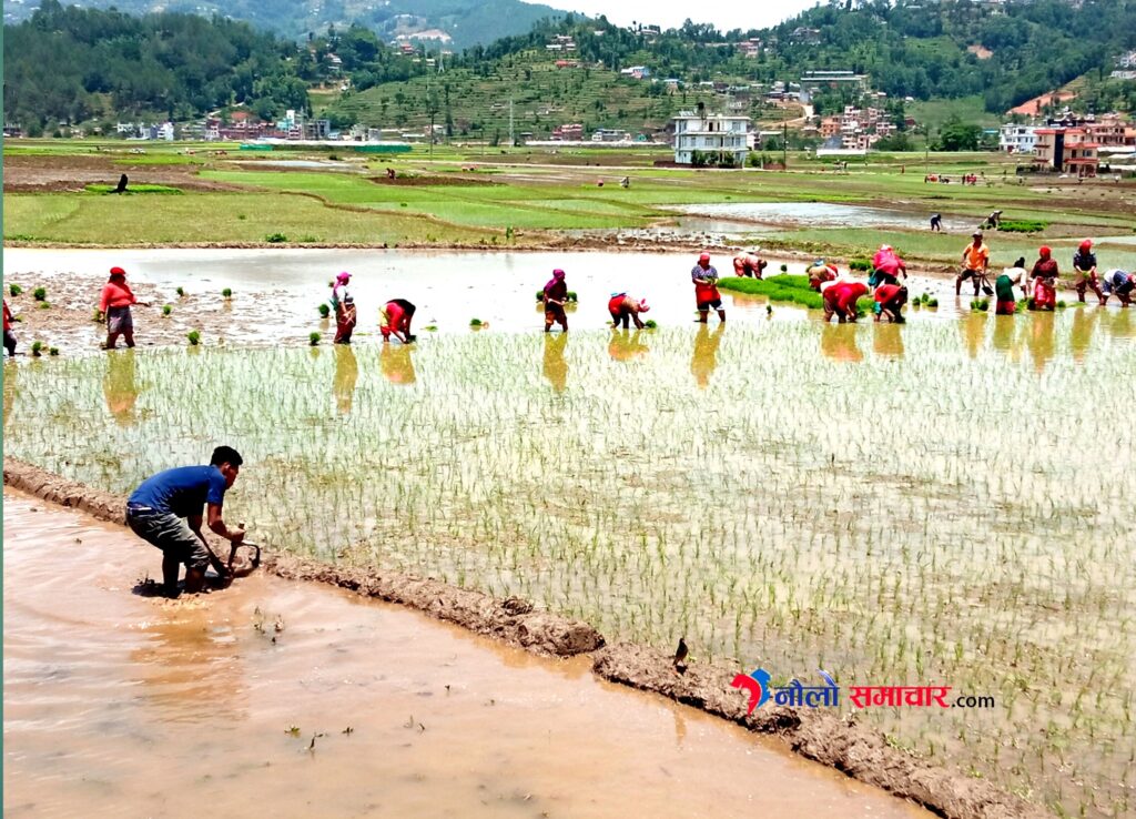 अब जमिन बाँझो राख्नेलाई १ लाख जरिवाना, खेतीयोग्य जमिनमा घर बनाउन नपाईने